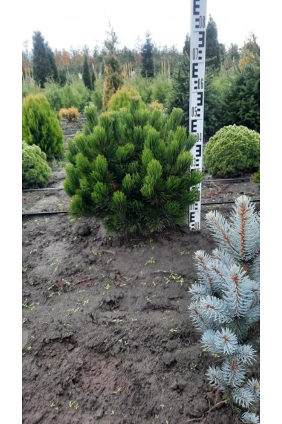 Сосна Гельдрейха / белокорая Компакт Джем